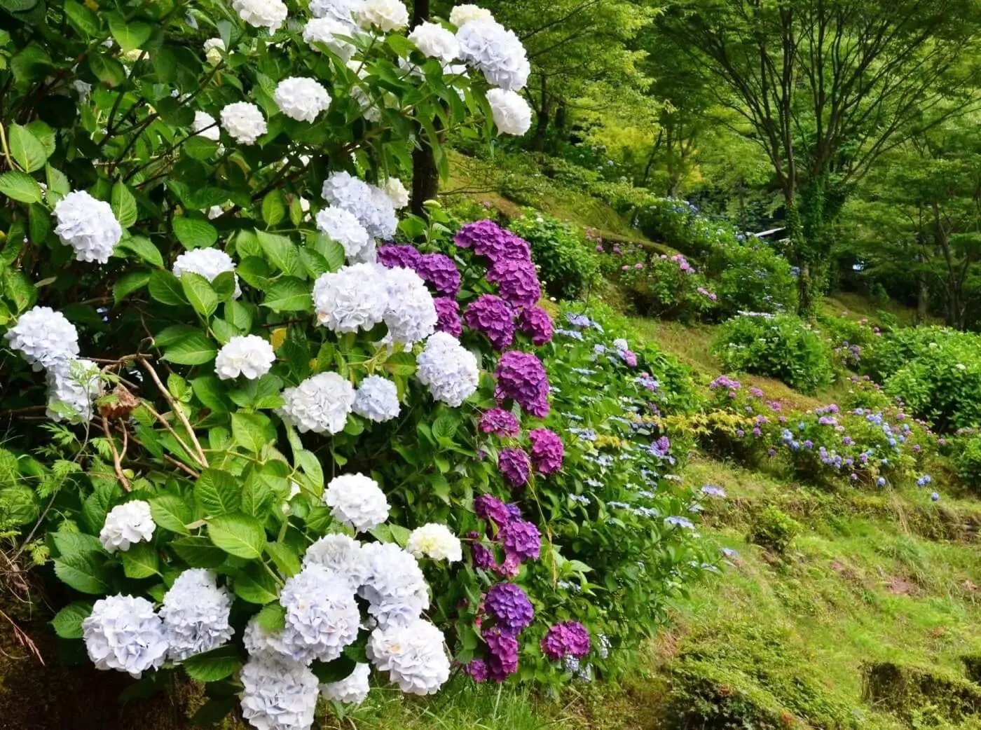 🌊 하얀 실 폭포(시라이토노타키) 이미지 10